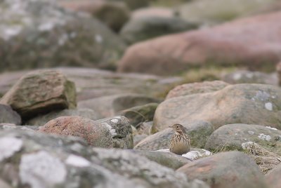 Hedpiplrka Anthus rubescens [Buff-bellied Pipit]
