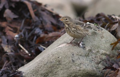 Hedpiplrka Anthus rubescens [Buff-bellied Pipit]