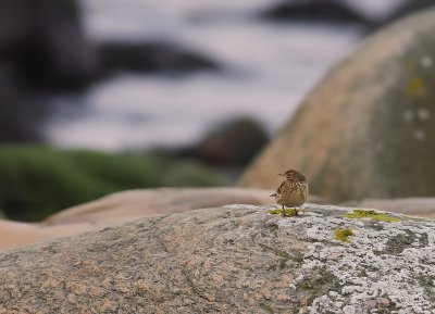 Hedpiplrka Anthus rubescens [Buff-bellied Pipit]
