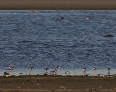 Vitgumpsnppa Calidris fuscicollis [White-rumped Sandpiper]