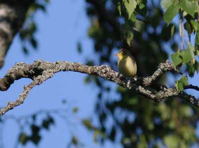 Polyglottsngare Hippolais polyglotta [Melodious Warbler]