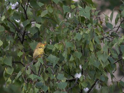 Polyglottsngare Hippolais polyglotta [Melodious Warbler]