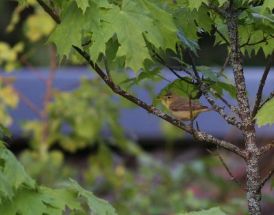 Polyglottsngare Hippolais polyglotta [Melodious Warbler]