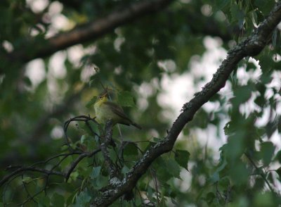 Polyglottsngare Hippolais polyglotta [Melodious Warbler]