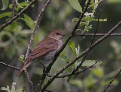 Nktergal [Thrush Nightingale] (IMG_1670)