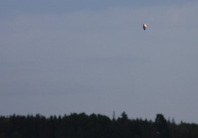 g3/78/746378/3/114124126.iAljGTtF.jpg