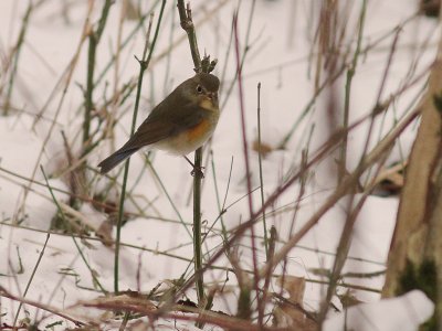 Blstjrt Tarsiger cyanurus [Red-flanked Bluetail]