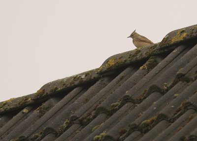 Tofslrka Galerida cristata [Crested Lark]