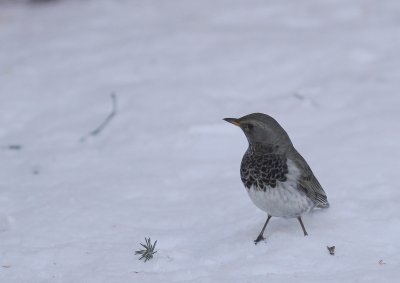 Taigatrast Turdus ruficollis [Dark-throated Thrush]