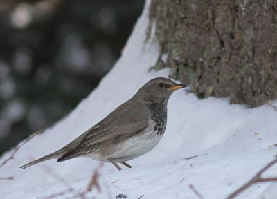 Taigatrast Turdus ruficollis [Dark-throated Thrush]