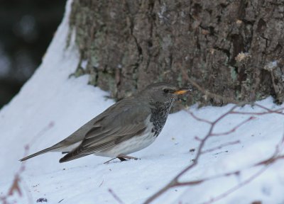 Taigatrast Turdus ruficollis [Dark-throated Thrush]