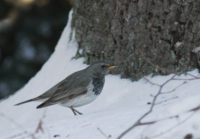 Taigatrast Turdus ruficollis [Dark-throated Thrush]