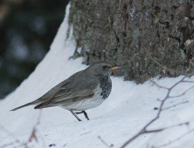 Taigatrast Turdus ruficollis [Dark-throated Thrush]