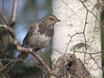 Taigatrast Turdus ruficollis [Dark-throated Thrush]