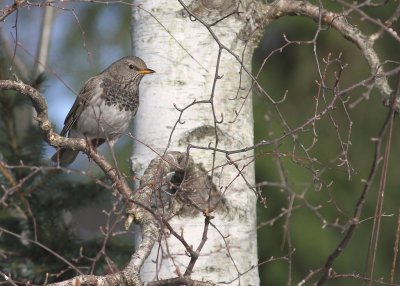 Taigatrast Turdus ruficollis [Dark-throated Thrush]