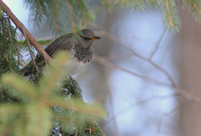 Taigatrast Turdus ruficollis [Dark-throated Thrush]