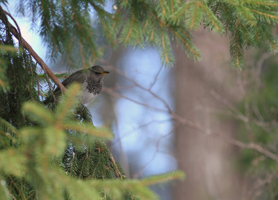 Taigatrast Turdus ruficollis [Dark-throated Thrush]