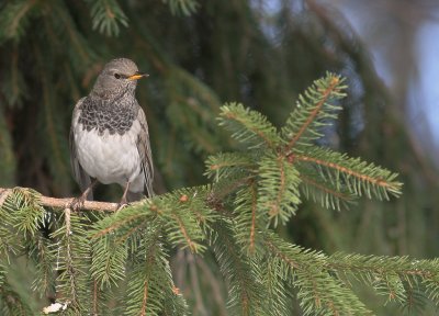 Taigatrast Turdus ruficollis [Dark-throated Thrush]