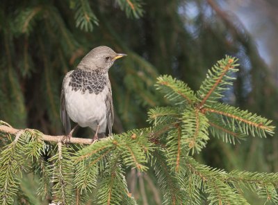 Taigatrast Turdus ruficollis [Dark-throated Thrush]