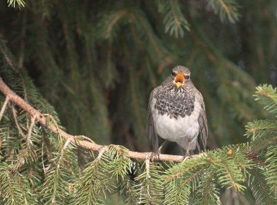 Taigatrast Turdus ruficollis [Dark-throated Thrush]