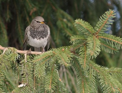 Taigatrast Turdus ruficollis [Dark-throated Thrush]
