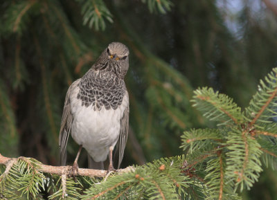 Taigatrast Turdus ruficollis [Dark-throated Thrush]