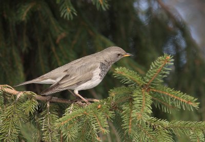 Taigatrast Turdus ruficollis [Dark-throated Thrush]