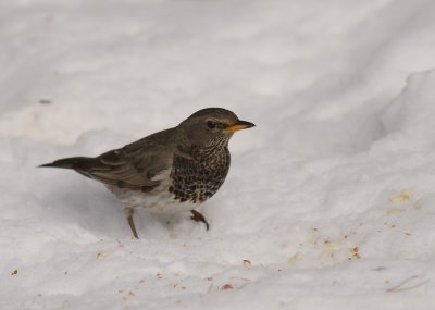 Taigatrast Turdus ruficollis [Dark-throated Thrush]