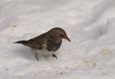 Taigatrast Turdus ruficollis [Dark-throated Thrush]