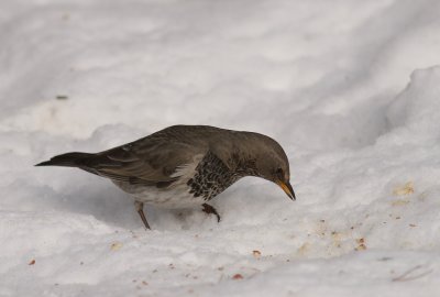 Taigatrast Turdus ruficollis [Dark-throated Thrush]