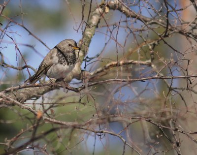 Taigatrast Turdus ruficollis [Dark-throated Thrush]