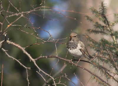 Taigatrast Turdus ruficollis [Dark-throated Thrush]
