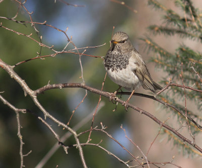 Taigatrast Turdus ruficollis [Dark-throated Thrush]