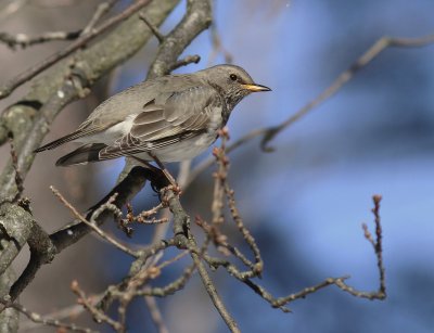 Taigatrast Turdus ruficollis [Dark-throated Thrush]