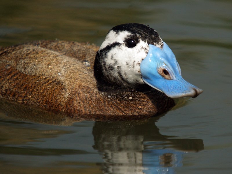 WWT     WETLANDS   BARNES    LONDON