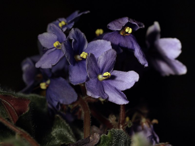 FLOWERS 2007