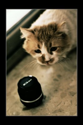 gatuno3.jpg