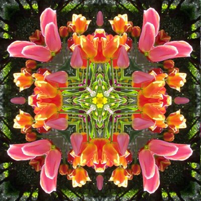 Kaleidoscope - Tulips