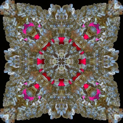 Kaleidoscope - Gardenia Lace