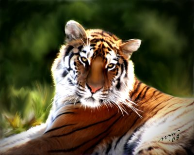 Tiger Gazing
