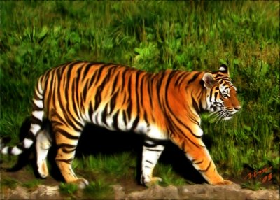 Tiger Strolling