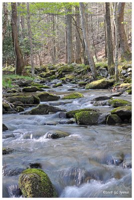 Smokies_11 WEB.jpg