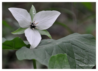 Smokies_13 WEB.jpg