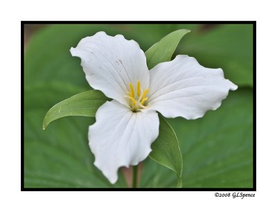 Smokies_7 WEB.jpg