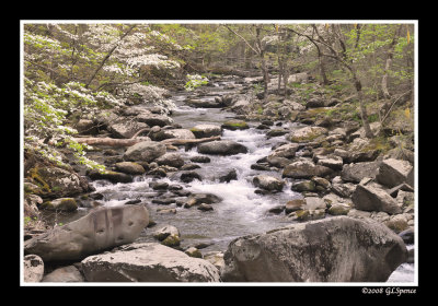 Smokies_9 WEB.jpg