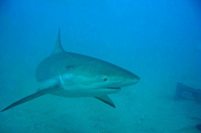 H92--Underwater St Maarten, Shark Awareness Dive