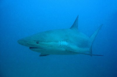 H101--Underwater St Maarten, Shark Awareness Dive
