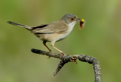 Sardinian Warbler. (female)