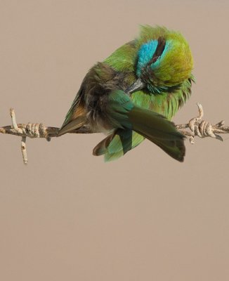 Little Green Bee-eater.