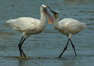 Spoonbill.